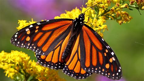 butterfly pictures download